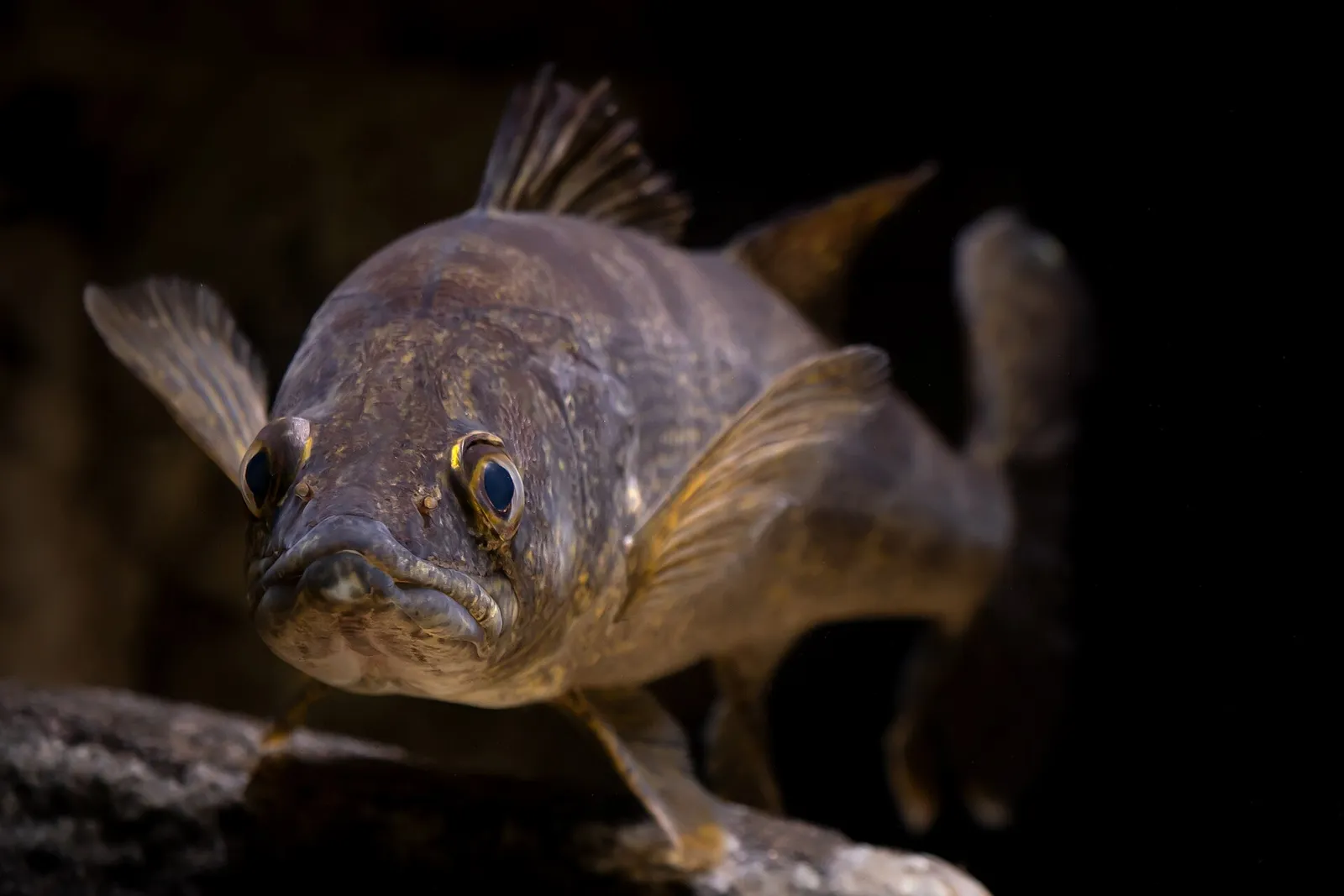 A walleye photographed against a black background by the U.S. Fish and Wildlife Service